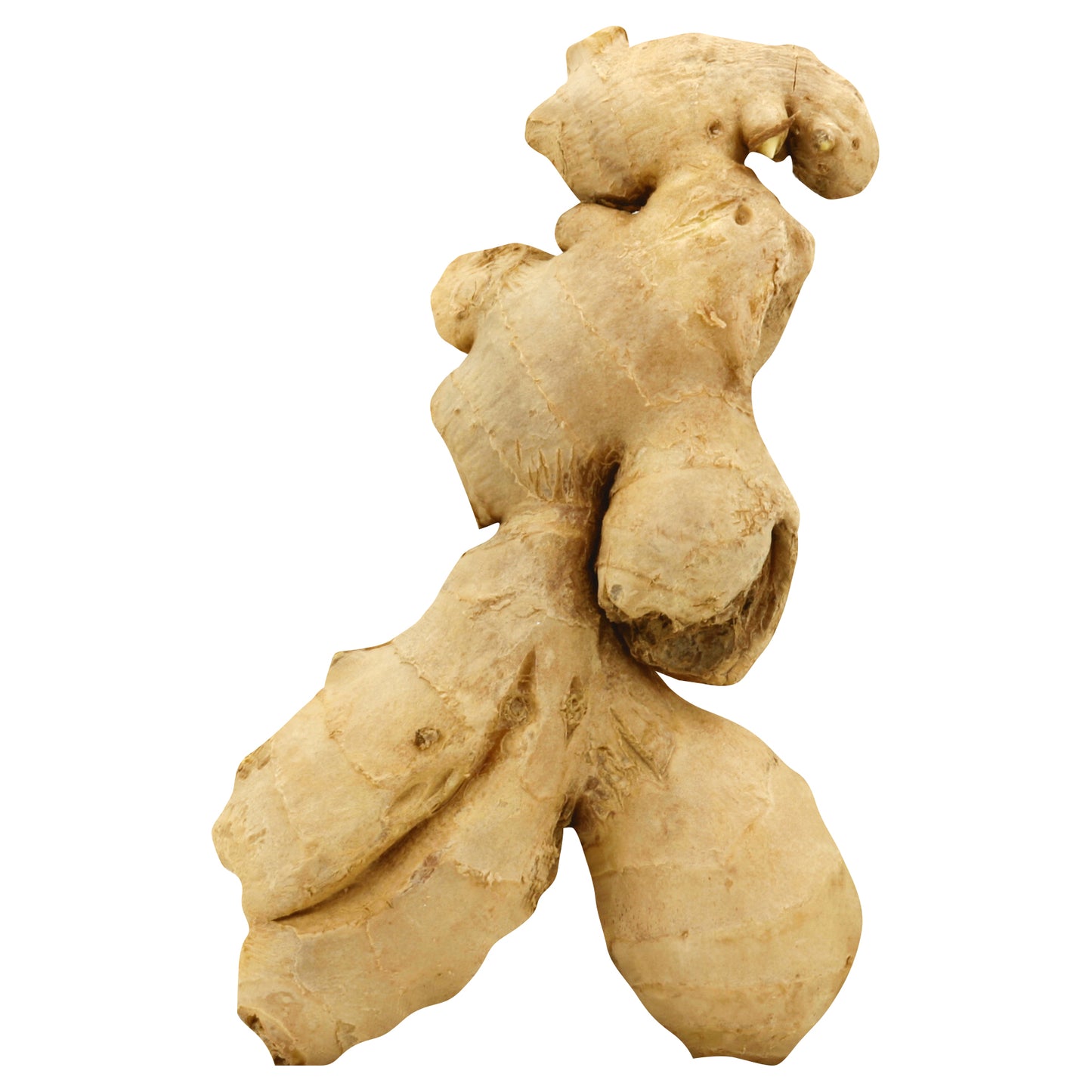 Ginger (Jengibre)