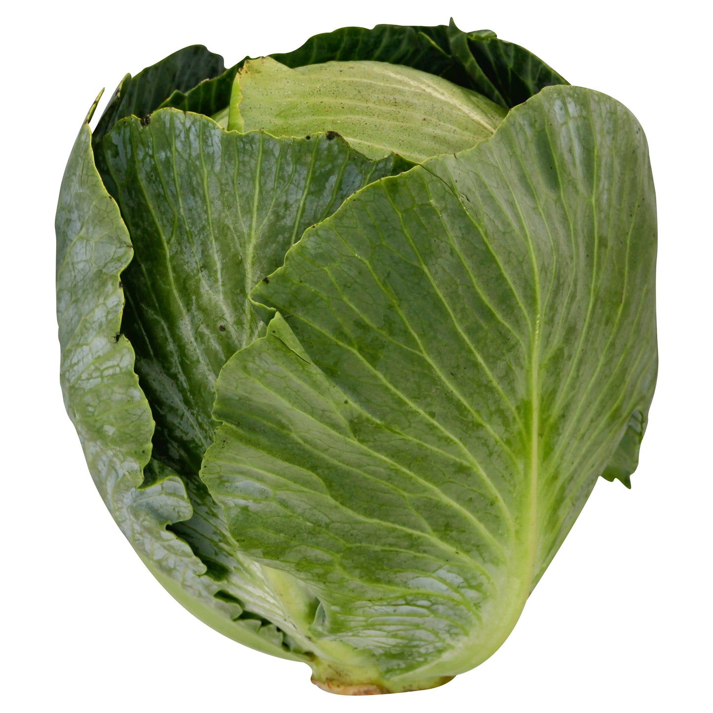 Repollo verde