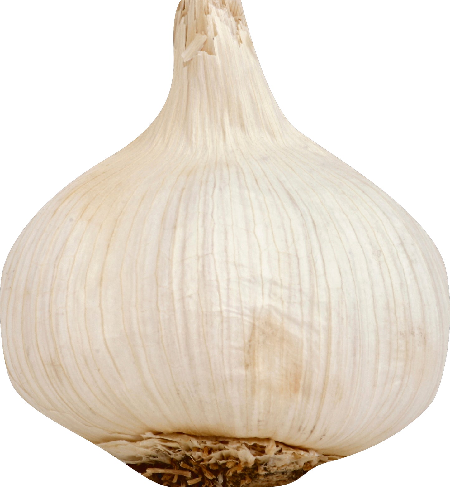 Garlic 5 Pack (Ajo 5 Pk)