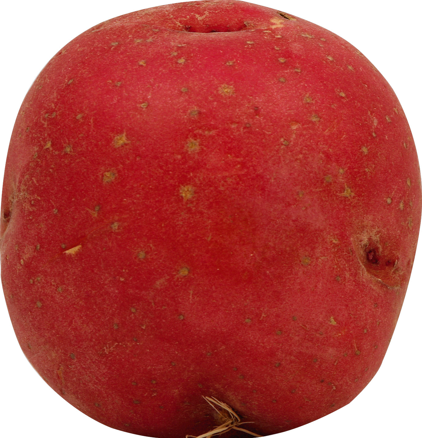Papa Roja