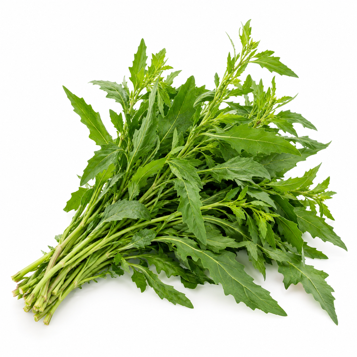 Epazote (Epazote)