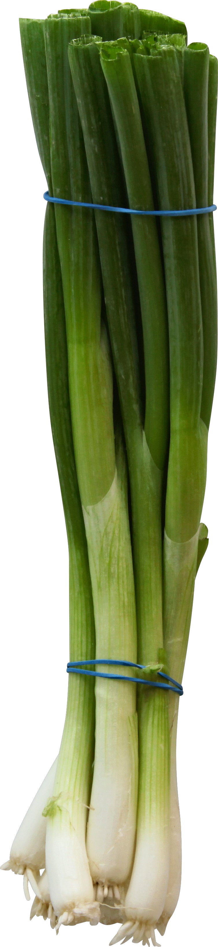 Green Onions (Cebollita C)