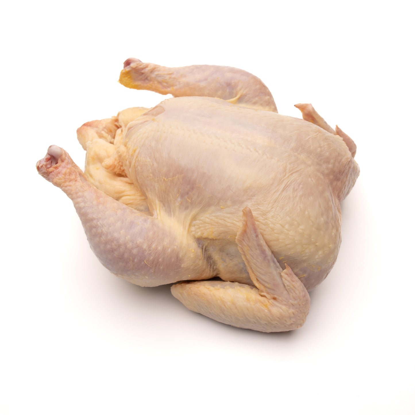 Gallina campera (Gallina de Rancho)