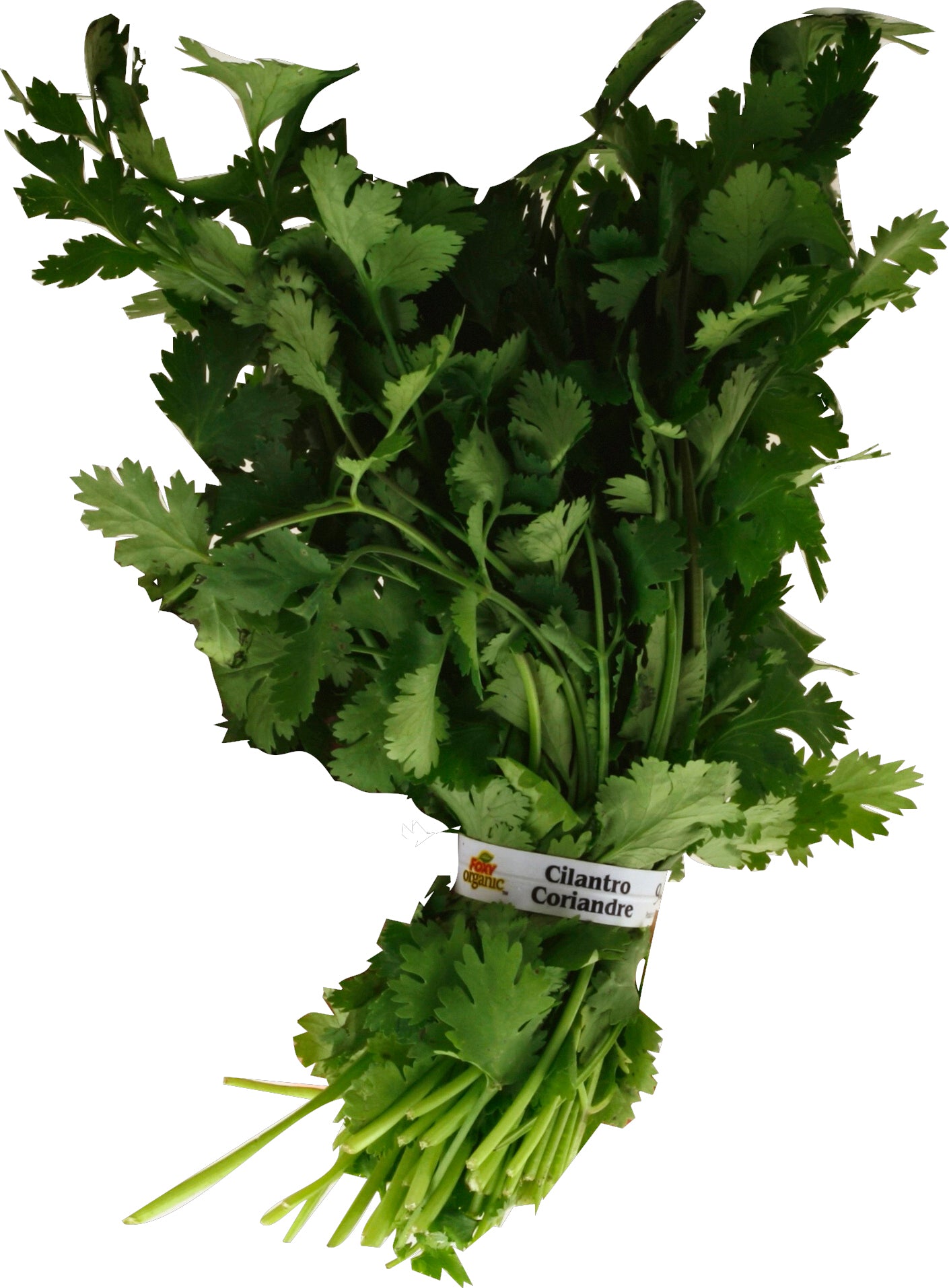 Cilantro (perejil chino/coriandro)