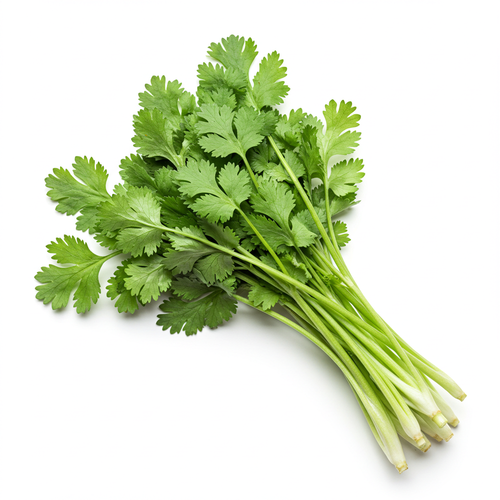 Cilantro largo (culantro)